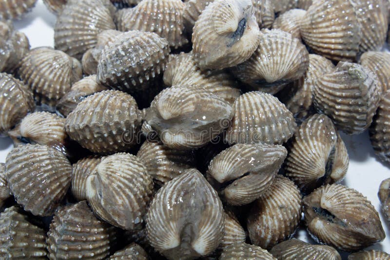 Fresh Shellfish Blood Cockles Stock Photo Image of cooking, fish