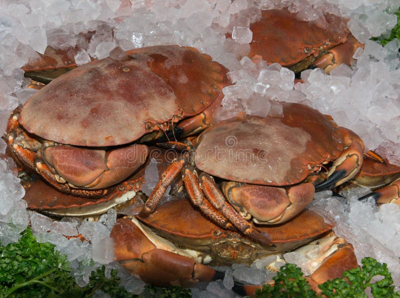 Live Crab, Fresh Crab And Fish On The Market Stall Stock Photo - Image of natural, angle: 87615110