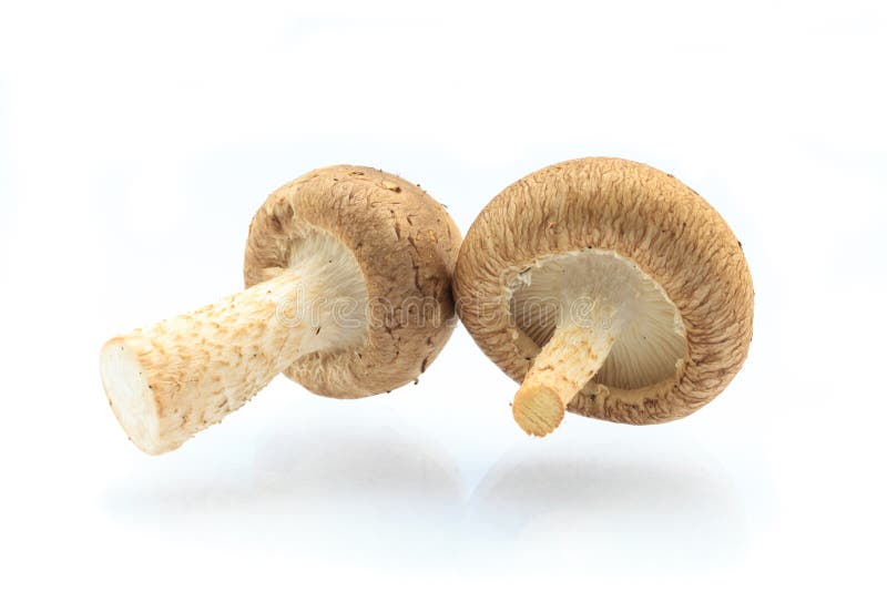 Fresh Shiitake Mushroom stock photo. Image of mushroom 35530794