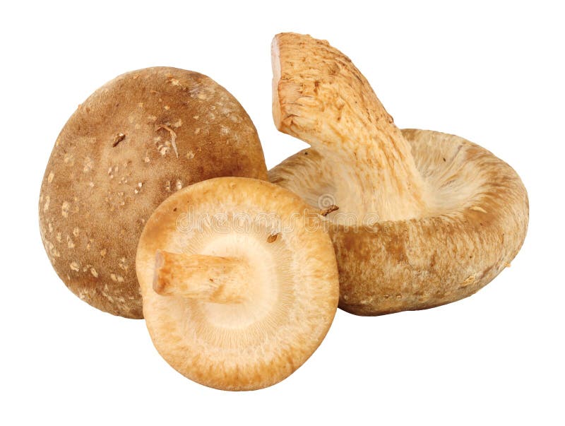 Fresh shiitake mushrooms stock image. Image of fresh 13483903