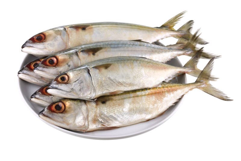 The Fresh Short Mackerel Fish (2) Stock Image Image of nutrition