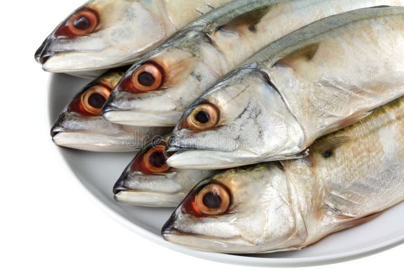 The Fresh Short Mackerel Fish (1) Stock Photo Image of mackerel
