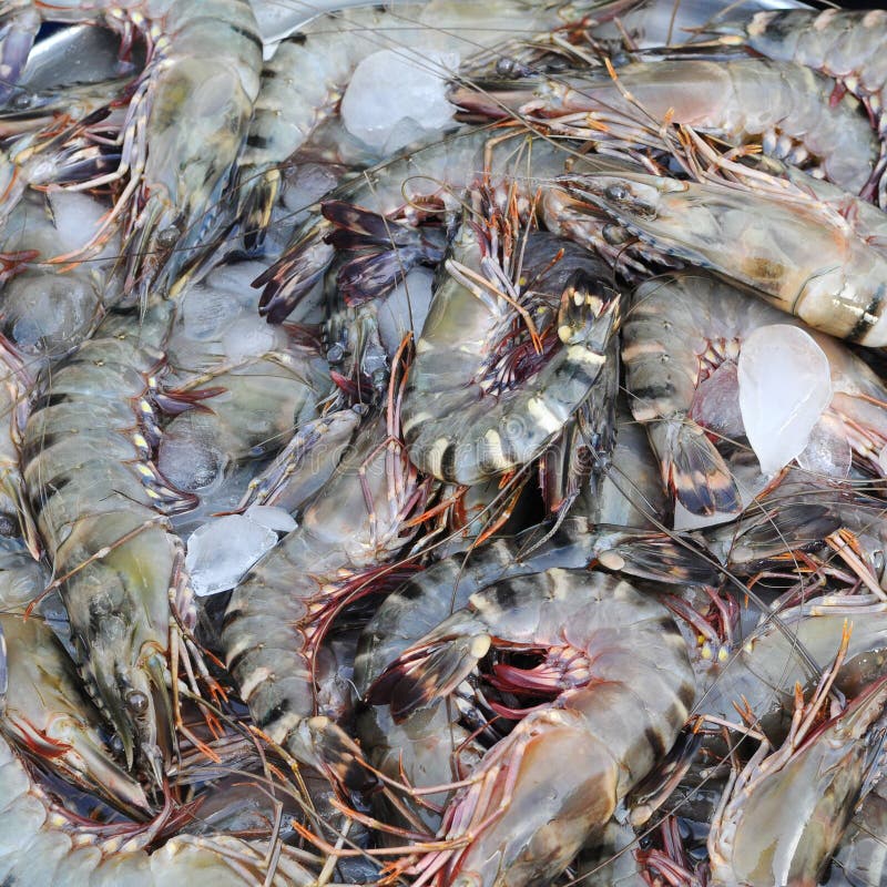 Fresh Shrimp