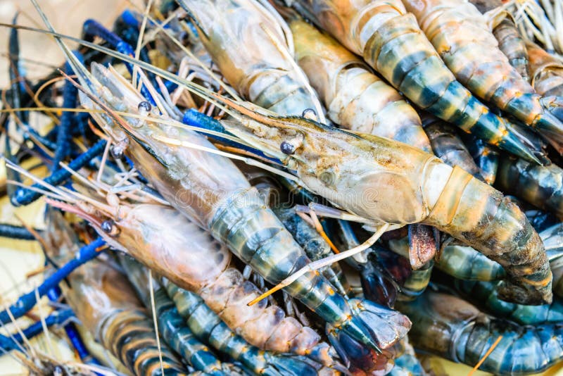 Fresh raw big prawn stock image. Image of beautiful, found 60820383