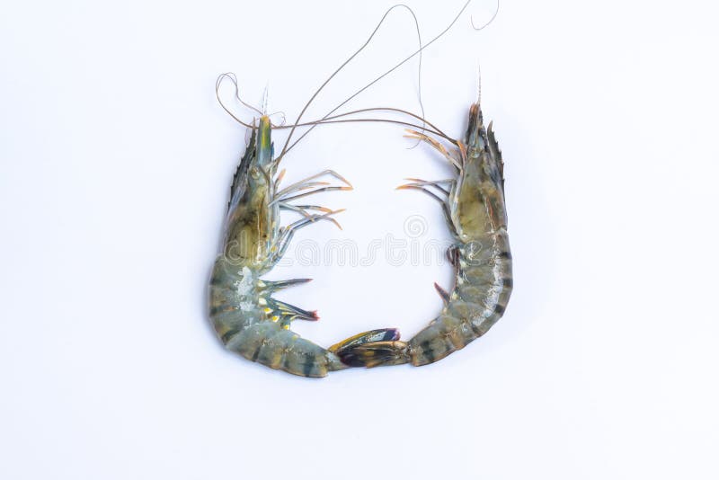 Fresh shrimp Prawn stock image. Image of fresh, lemon 242630963