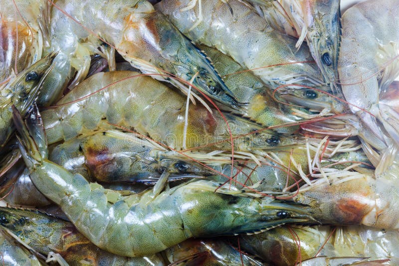 Fresh shrimps stock photo. Image of heap, thailand, prawn 31233218
