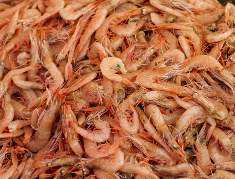 Fresh Shrimps in the Fish Market Stock Photo Image of organic, large