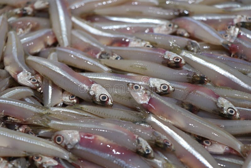 Silver anchovies stock photo. Image of fish, anchovy 17526190