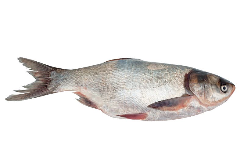 Fresh silver carp fish stock photo. Image of head, meat 260874880