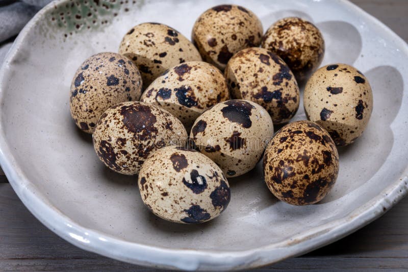 Fresh Small Spotted Partridge or Quail Bird Eggs Stock Image Image of
