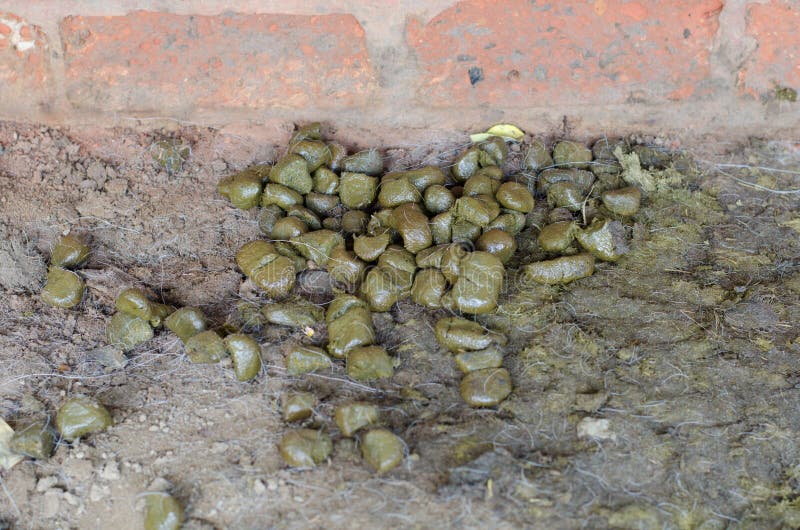Fresh and Smelly Horse Manure Stock Image Image of paving, barn 63288917