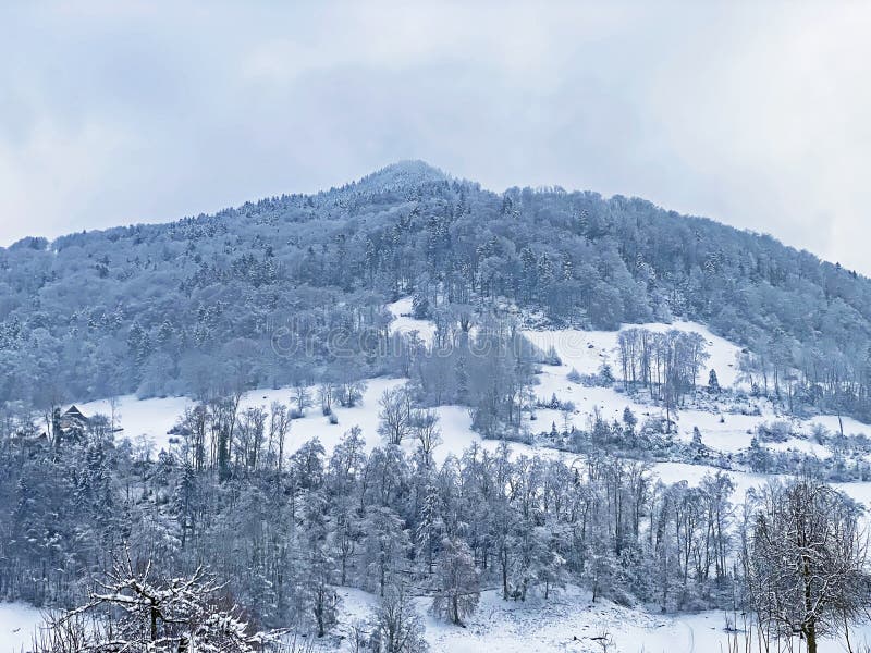 Fresh snow cover in the subalpine mixed forest on the slopes of Mountan Rigi, Weggis - Canton of Lucerne, Switzerland Schweiz