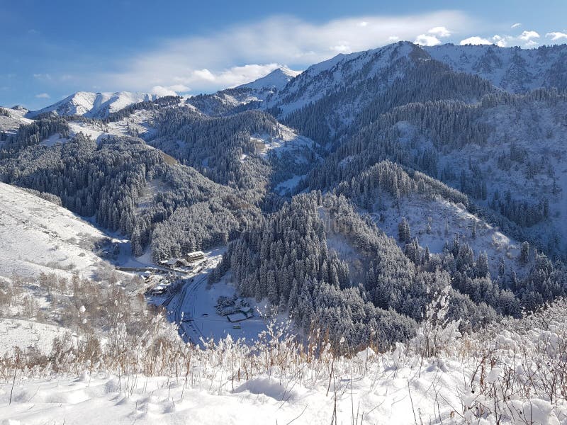 Fresh snow in the mountain forest.