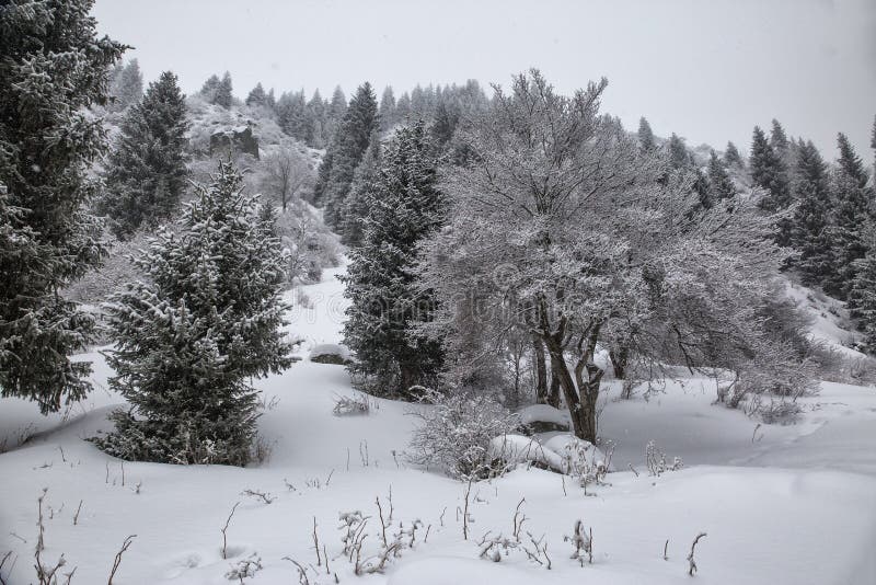 Fresh snow in the mountain forest.