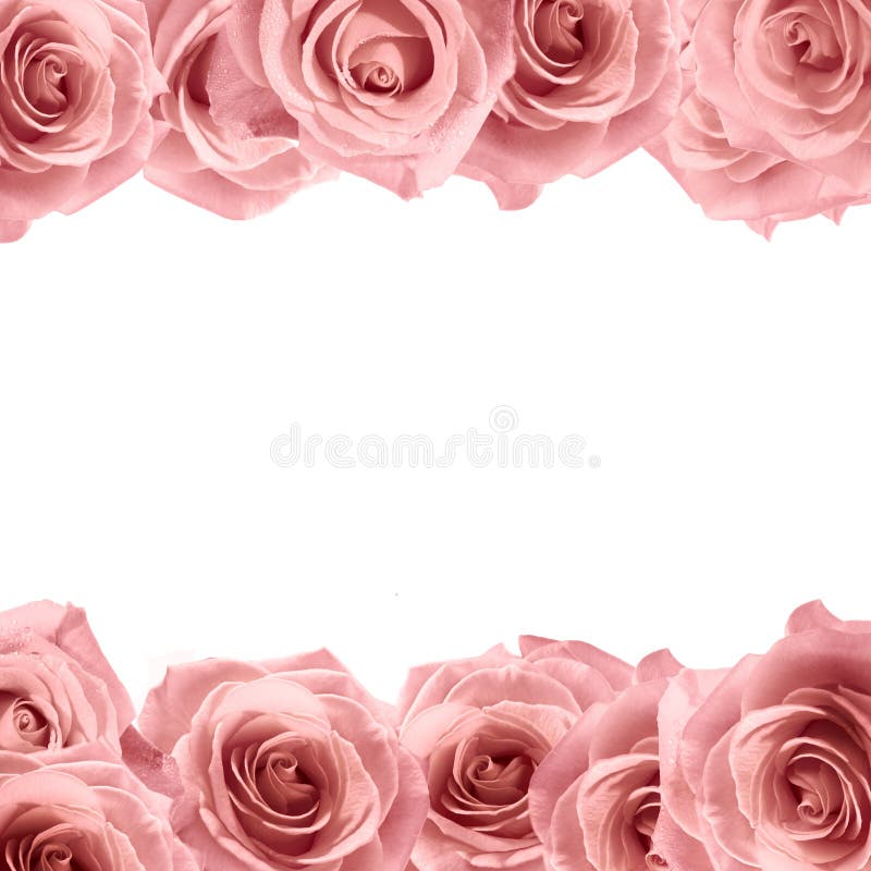 Fresh soft pink rose frame on white background. Wedding background stock photo