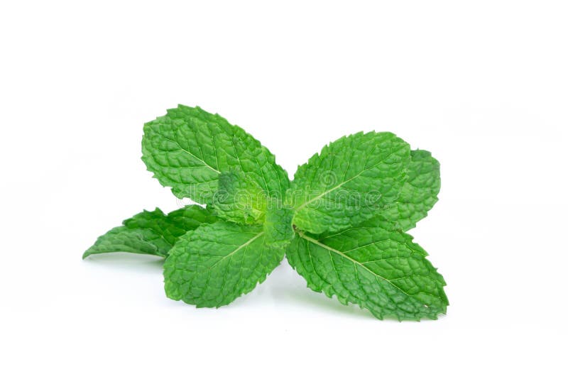 Fresh spearmint leaves isolated on the white background. Mint, p royalty free stock photography Fresh spearmint leaves isolated on the white background. Mint, p royalty free stock photography