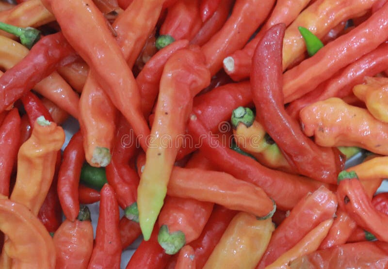 Fresh and Spicy Red Chili in Large Quantities and Ready To Be Processed