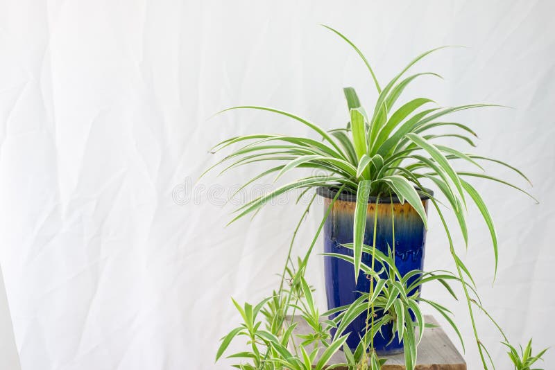 Fresh Spider Plant (Chlorophytum Bichetii) with Drops in Blue Ceramic Pot Stock Photo Image of