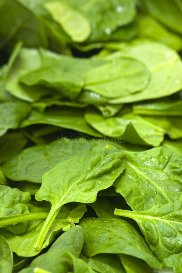 Fresh spinach stock image. Image of good, great, consume - 13191589