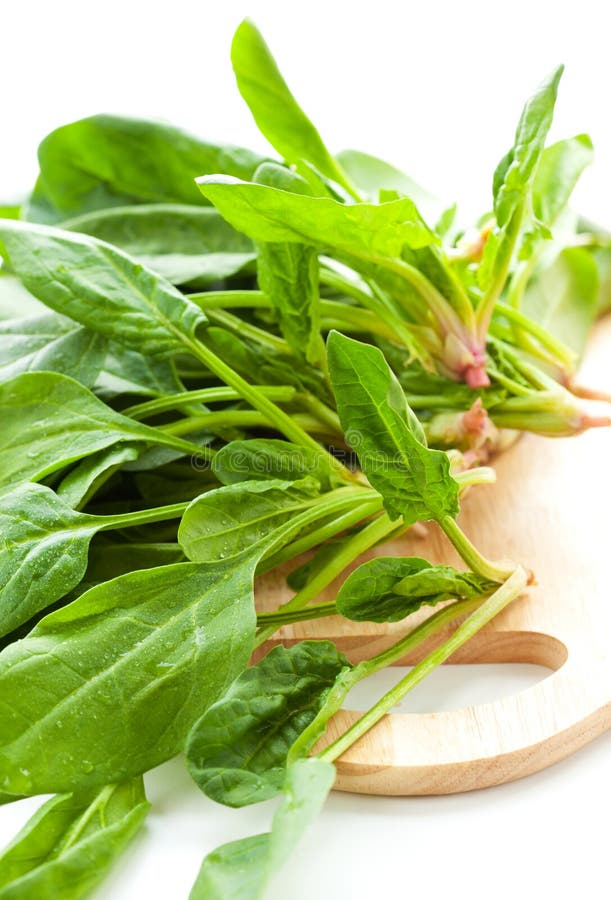 Fresh spinach stock image. Image of healthy, fresh, cutting - 18219715
