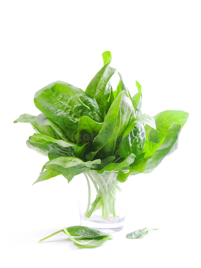 Fresh spinach stock photo. Image of food, leaf, ingredient 20486578