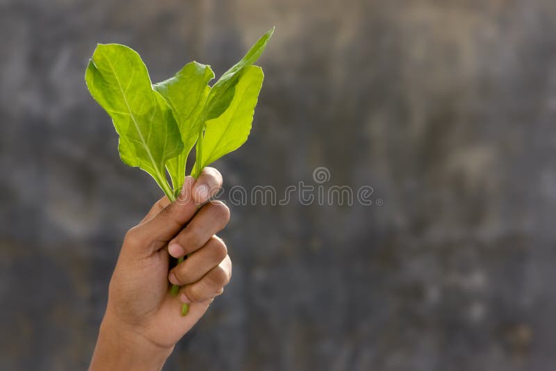 Fresh Spinach Picture. Image: 8602496