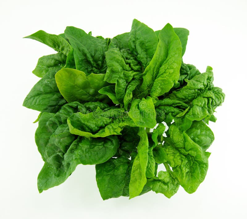Fresh spinach stock image