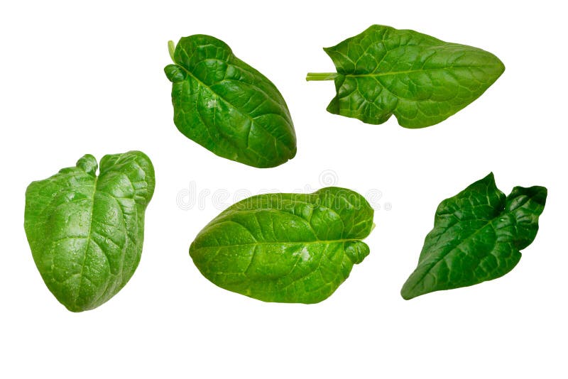 Fresh Spinach Leaf Isolated on White Stock Photo Image of natural, edible 202196798