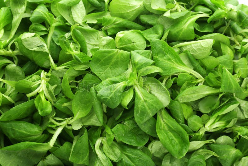 Fresh Spinach Leaves, Closeup Stock Photo - Image of healthy, spinach