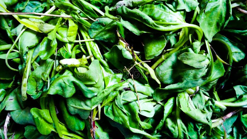 Fresh spinach leaves stock photo. Image of nutrition - 135876838