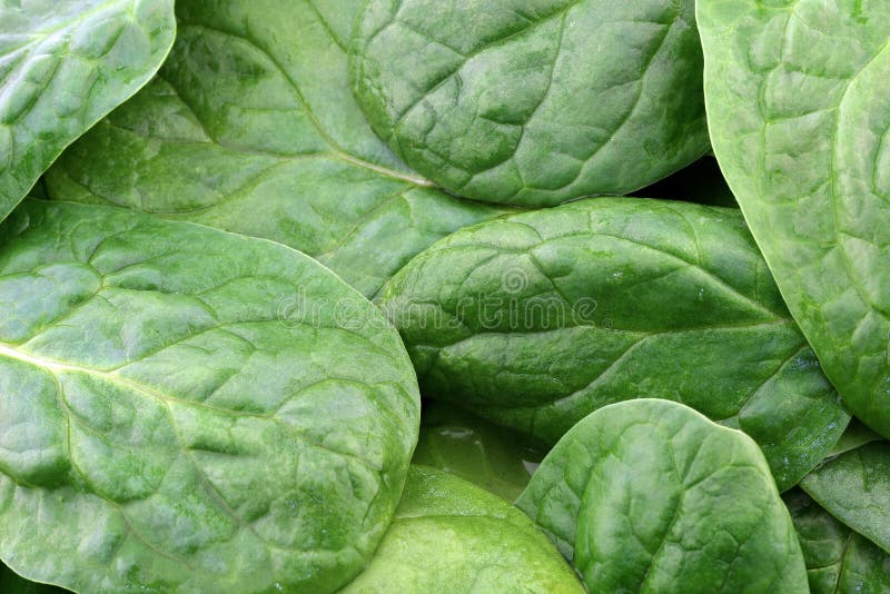 Fresh spinach leaves stock photo. Image of produce, spinach - 54478962