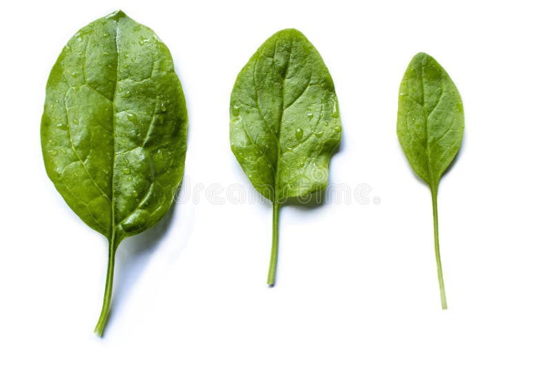Fresh Spinach Leaves Isolated on White Background. Stock Photo Image