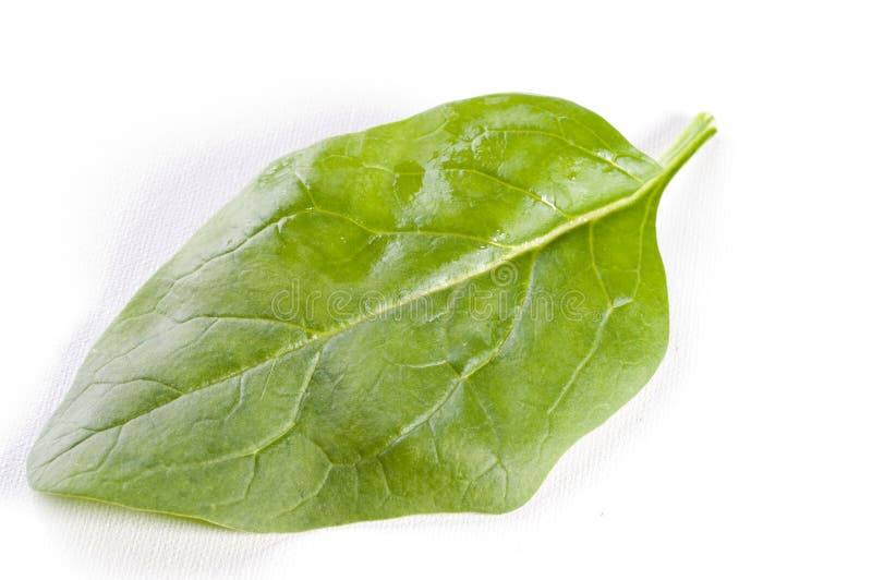 Fresh Spinach Leaves Over White Picture. Image 17442603