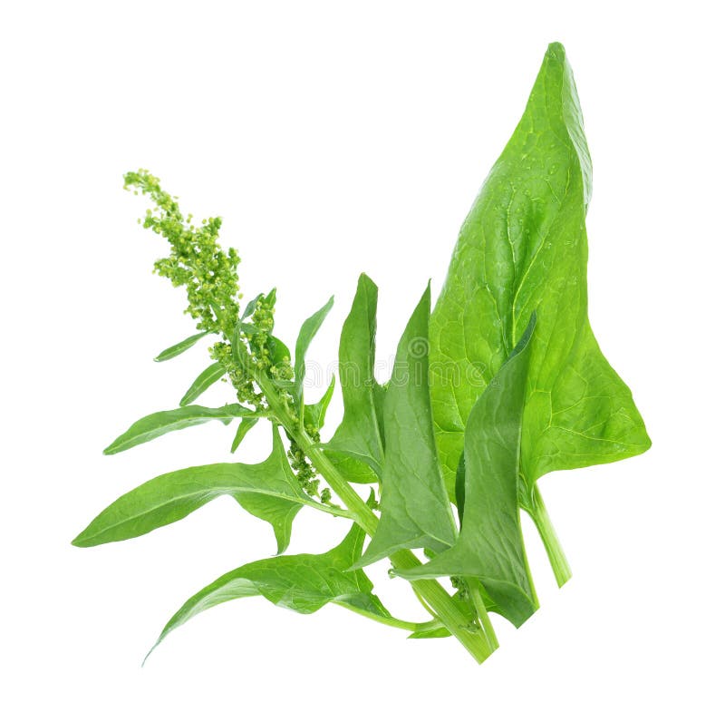 Fresh Spinach Leaves Spinacia, on an Isolated White Stock Photo