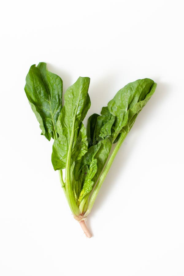 Fresh Spinach Leaves on a White Background Stock Image Image of