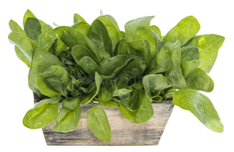 Fresh Spinach Leaves on White Stock Image Image of macro, close 33815231
