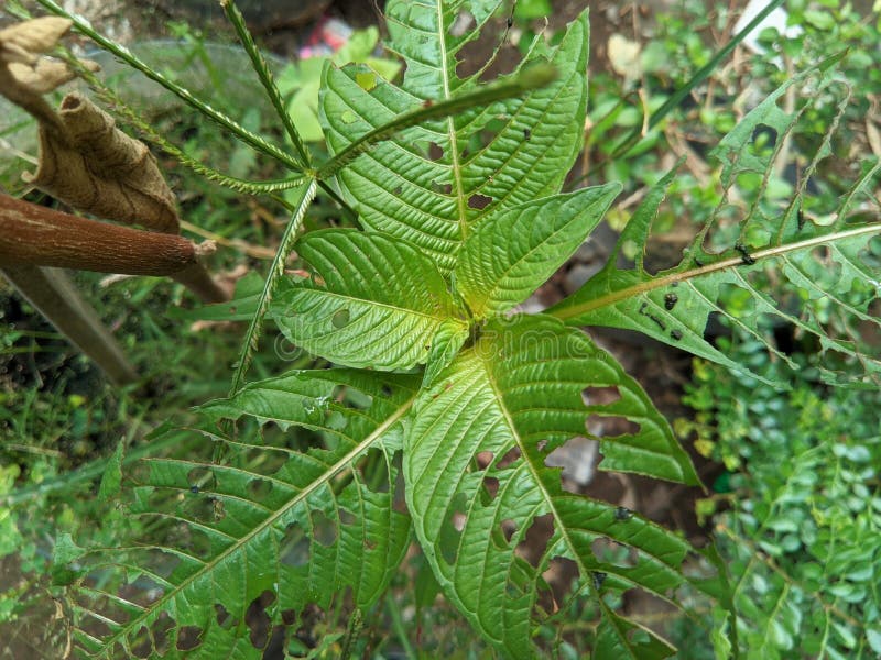 Fresh Spinach Trees Whose Leaves Have Holes Eaten by Insects Stock Photo Image of insects