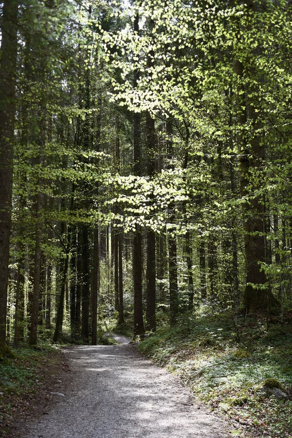 Fresh Spring Awakening: Path in a forest royalty free stock photography
