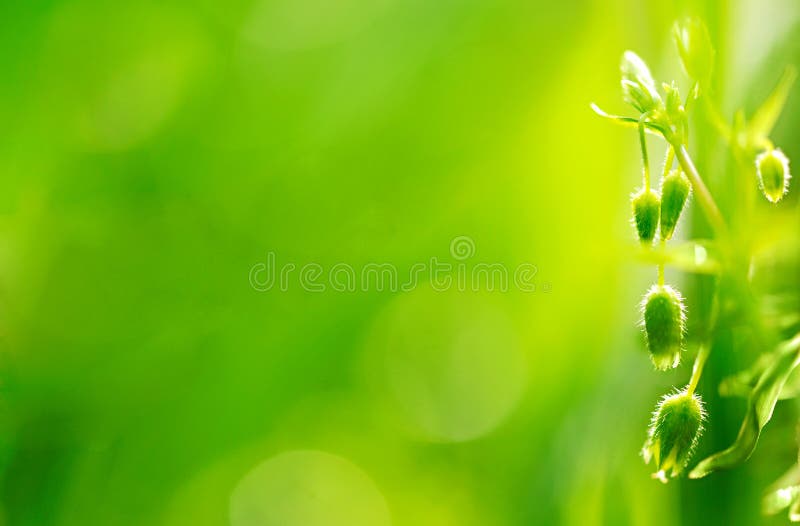 Fresh spring background with a young plant