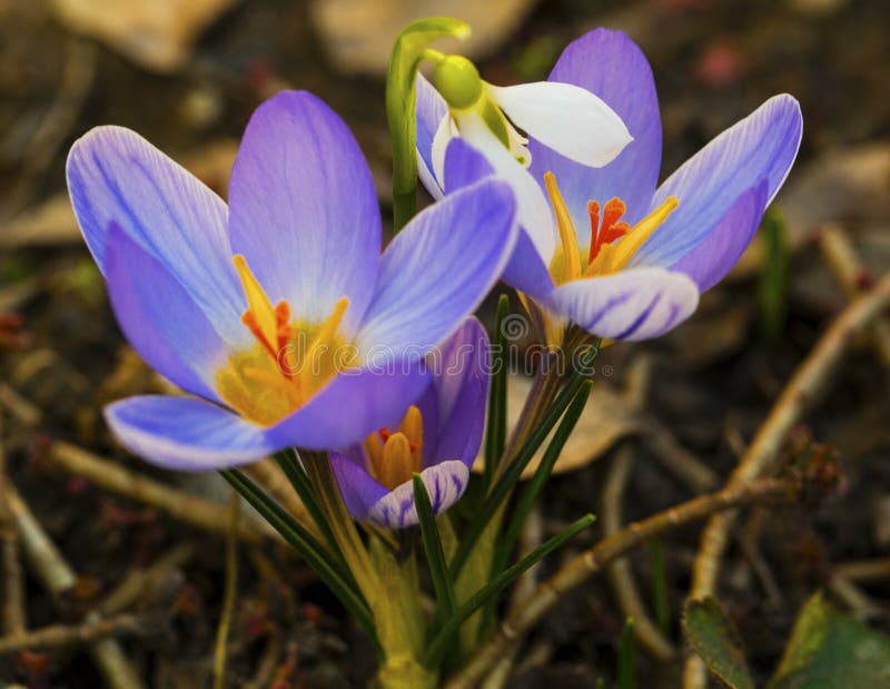 Blue crocus and snowdrop flowers closeup