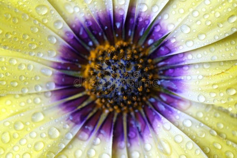 Fresh Spring Flowers Dripping Wet with Freshness Stock Photo Image of