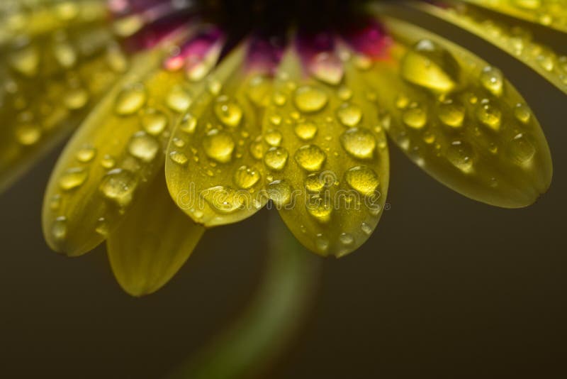 Fresh Spring Flowers Dripping Wet With Freshness Stock Photo Image of