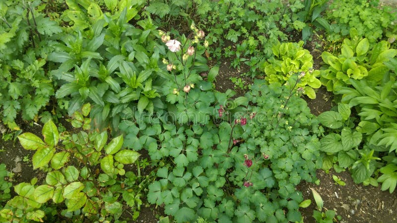 Fresh Spring flowers in garden. Fresh Spring flowers in garden