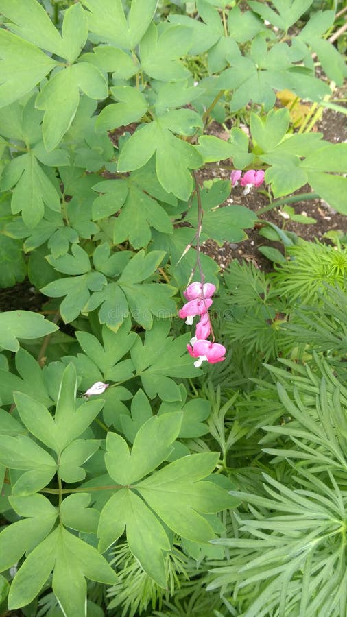 Fresh Spring flowers in garden. Fresh Spring flowers in garden