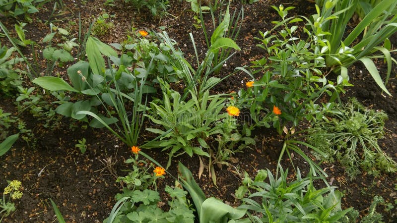 Fresh Spring flowers in garden. Fresh Spring flowers in garden