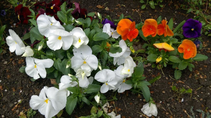 Fresh Spring flowers in garden. Fresh Spring flowers in garden