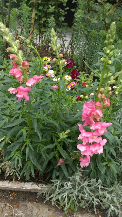 Fresh Spring flowers in garden. Fresh Spring flowers in garden