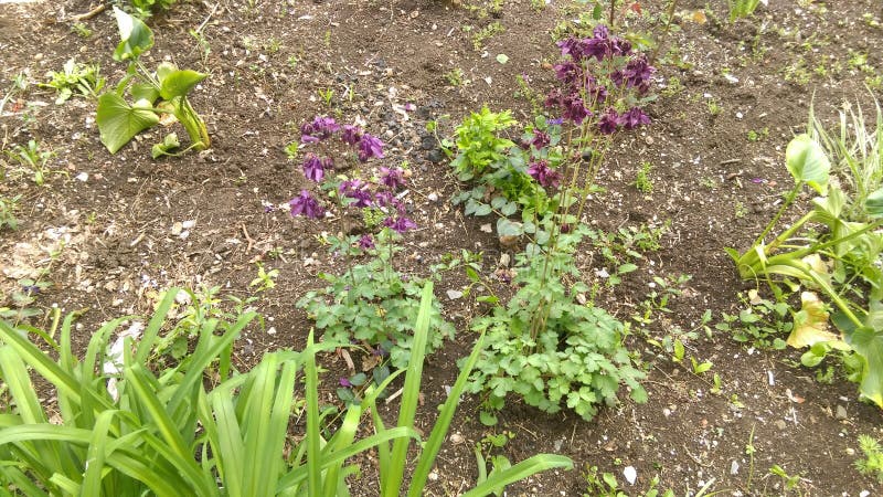 Fresh Spring flowers in garden. Fresh Spring flowers in garden