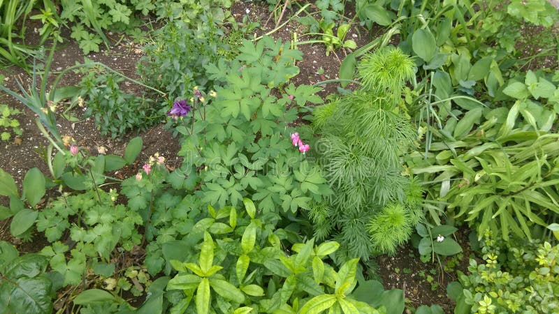 Fresh Spring flowers in garden. Fresh Spring flowers in garden