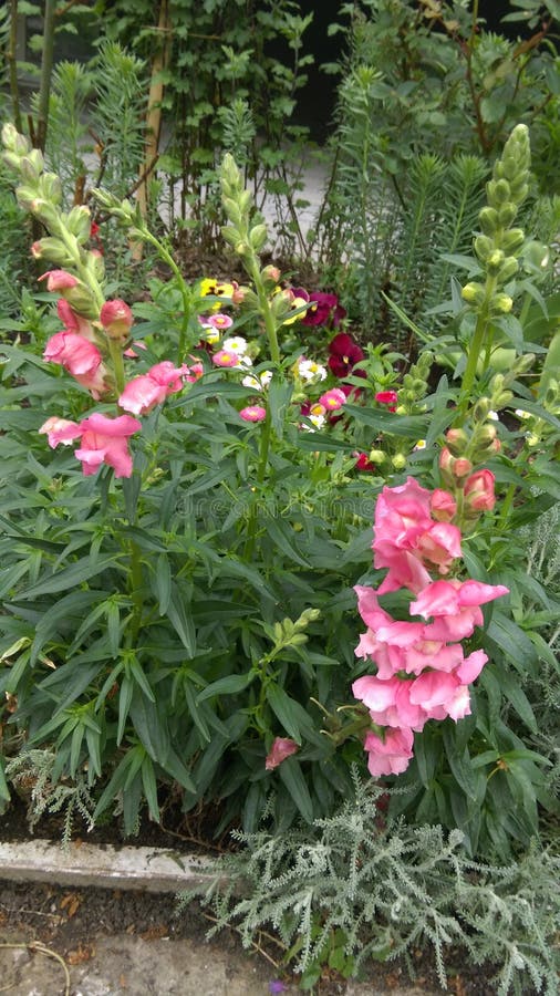 Fresh Spring flowers in garden. Fresh Spring flowers in garden